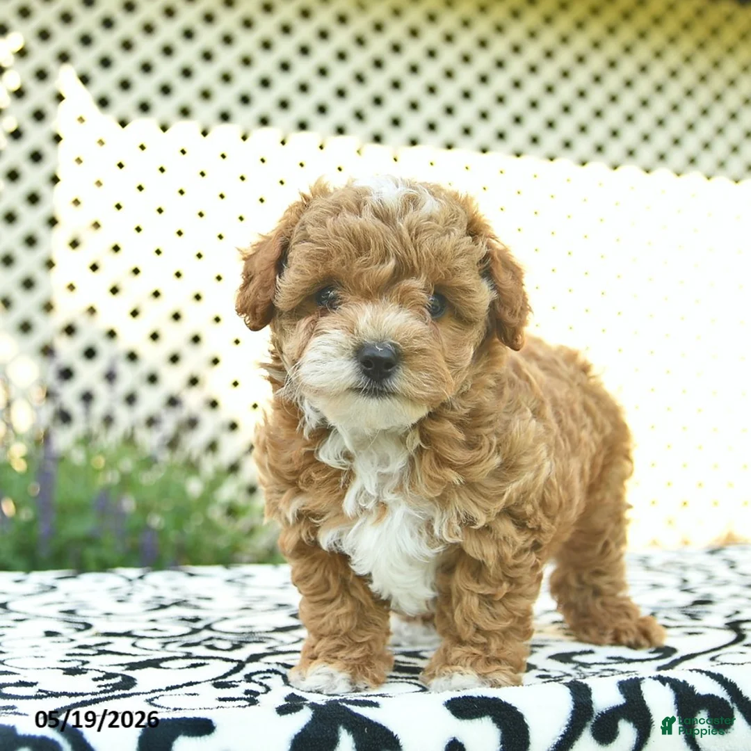 Toy Poodle dogs for sale: Buttercup  - Ad 1