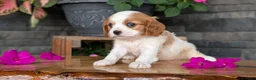 Cavalier King Charles Spaniel dogs for sale: Lyla - Ad 10