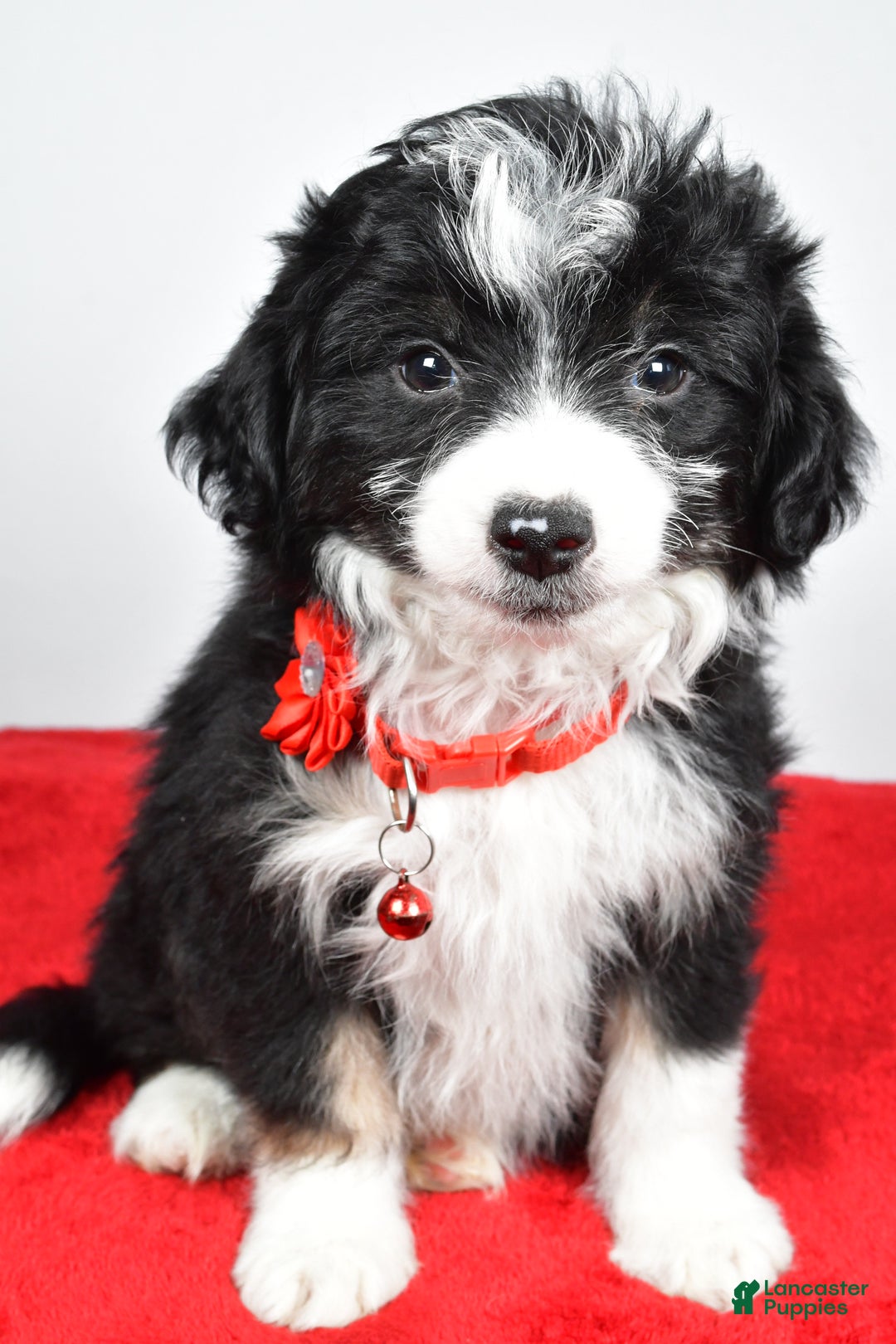 Mini Aussiedoodle dogs for sale: Gabrielle - Ad 2