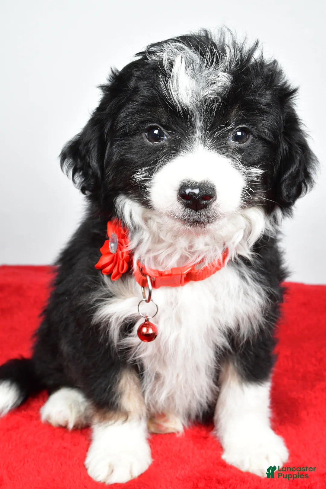 Mini Aussiedoodle dogs for sale: Gabrielle - Ad 2