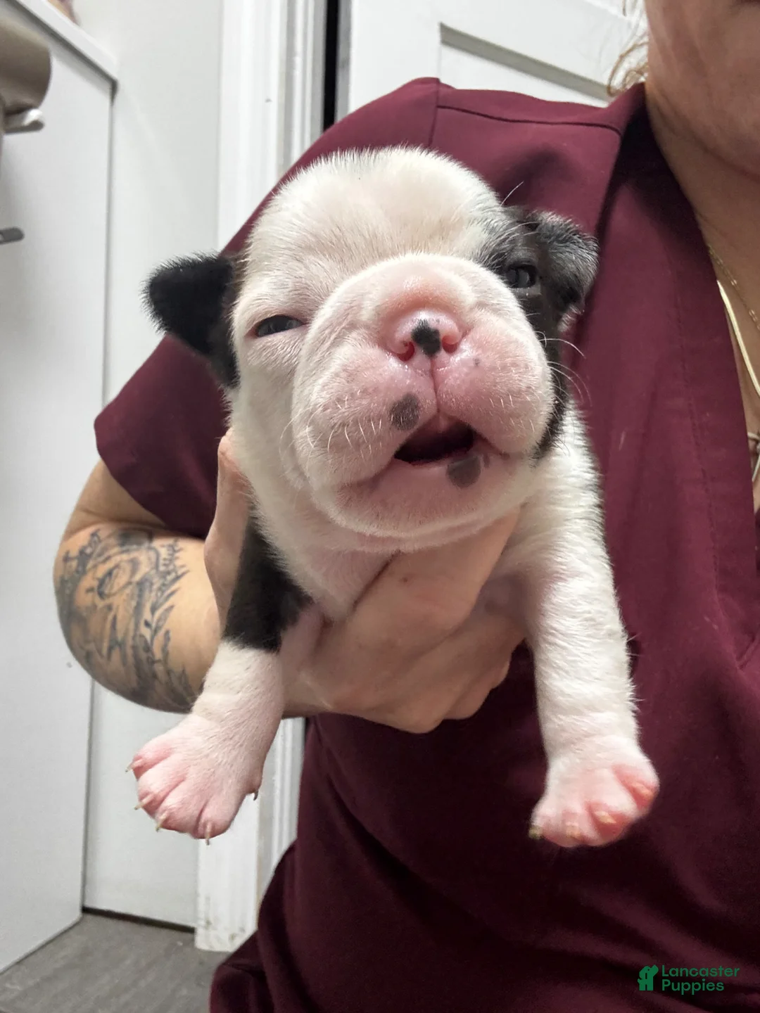 Boston Terrier dogs for sale: Boston Terrier Puppy 2 - Ad 1