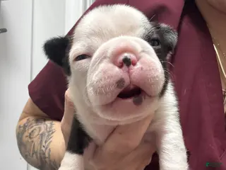 Boston Terrier dogs Boston Terrier Puppy 2 - Ad 2