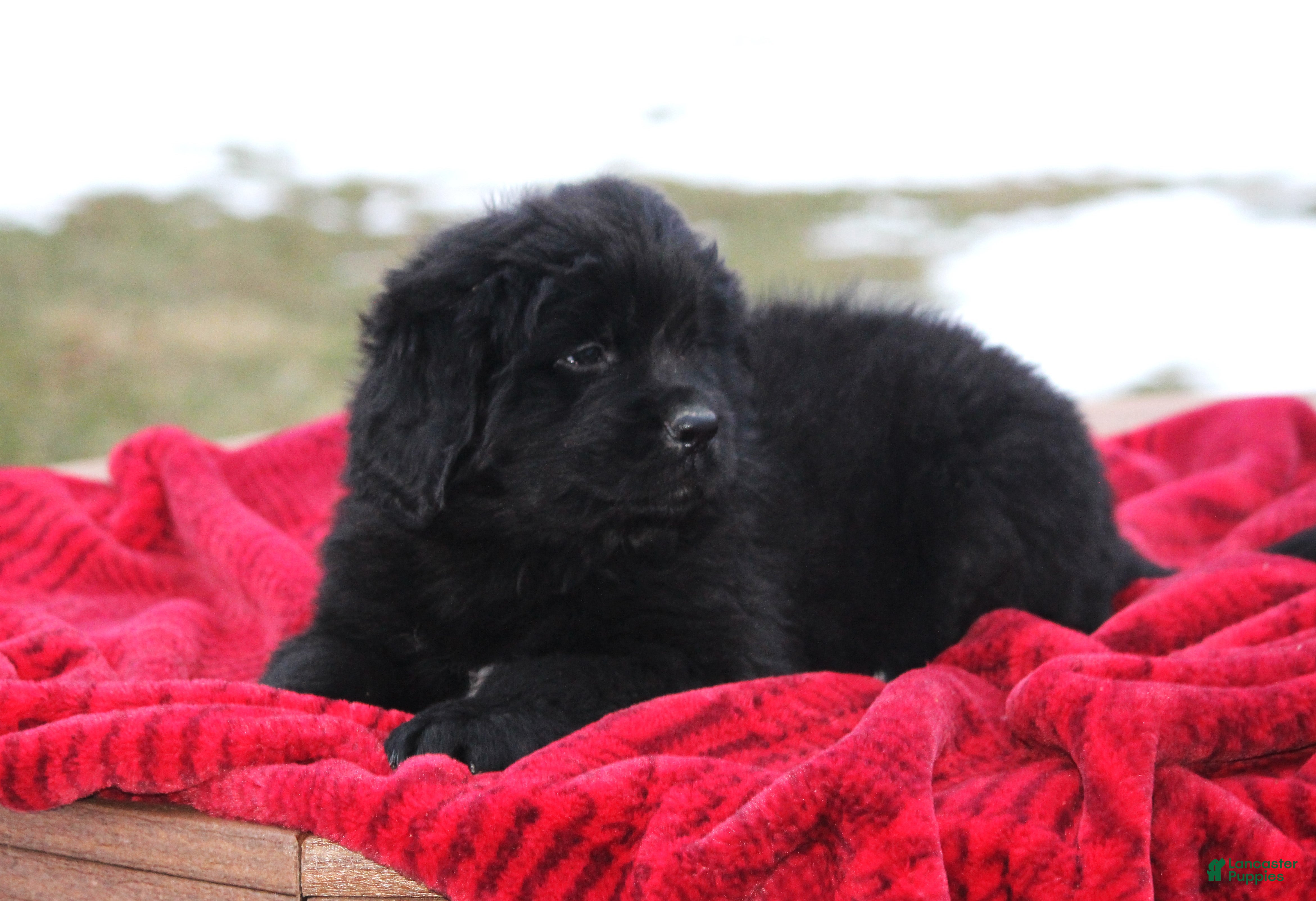 Newfoundland dogs Indi - Ad 19