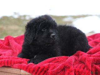 Newfoundland dogs Indi - Ad 29