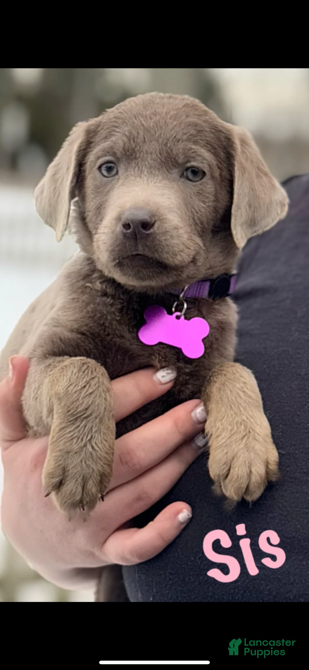 Labrador Retriever dogs for sale: Labrador Retriever Puppy 1 - Ad 8