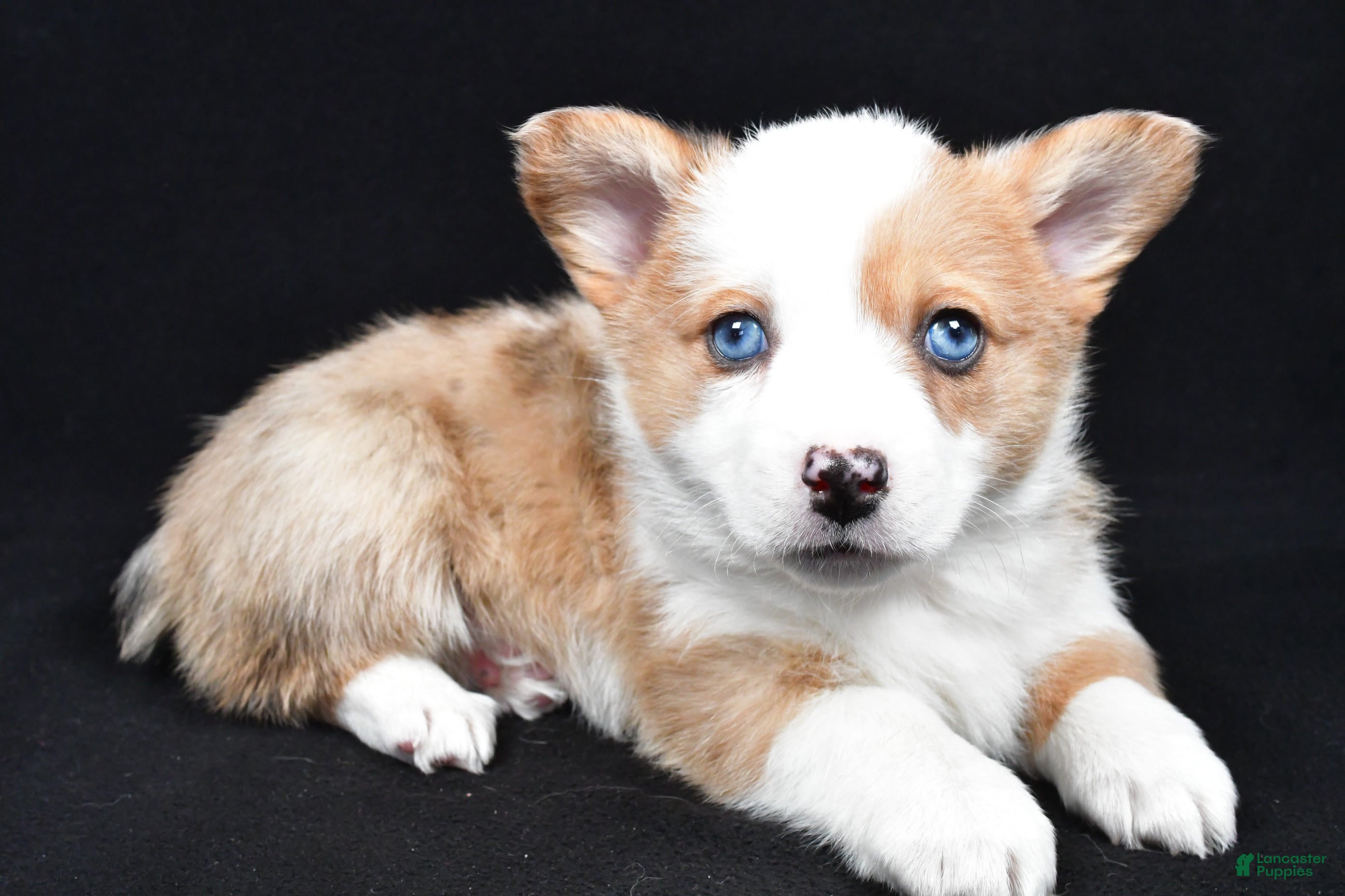 Welsh Corgi Pembroke dogs Chloe - Ad 31