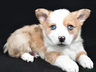 Welsh Corgi Pembroke dogs Chloe - Ad 31