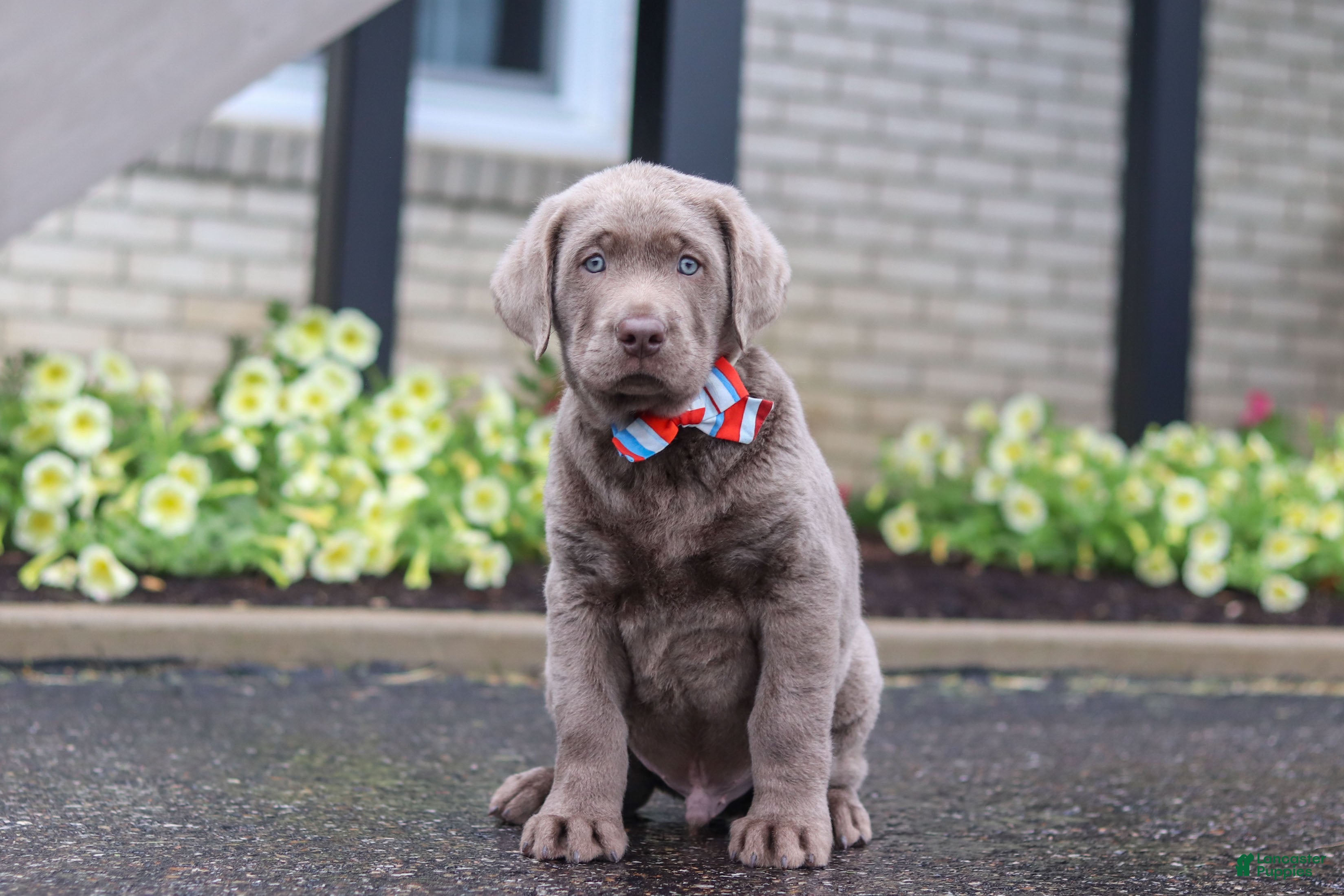 Labrador Retriever dogs for sale: Gunner - Ad 1