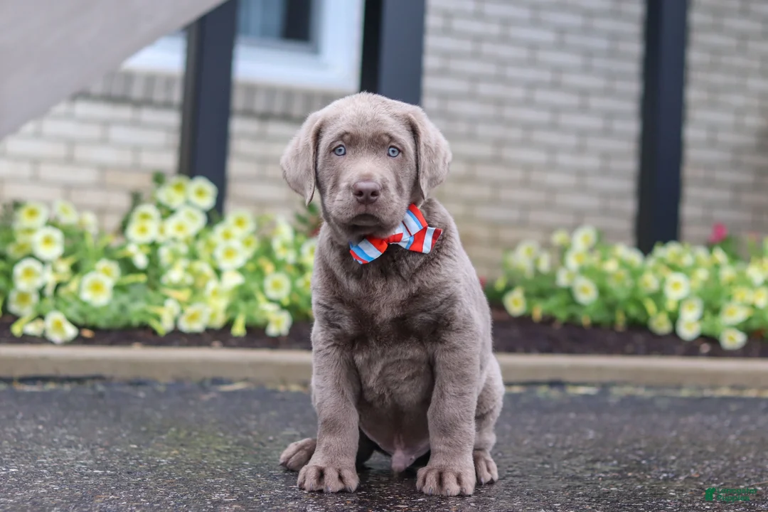 Labrador Retriever dogs for sale: Gunner - Ad 1