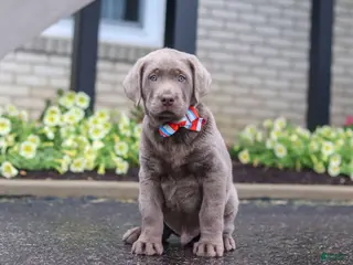 Labrador Retriever dogs for sale: Gunner - Ad 1