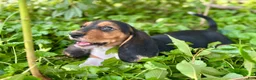 Basset Hound dogs for sale: Kimmie - Ad 14