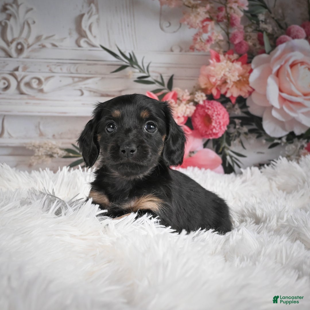 Miniature Dachshund dogs for sale: Panda-AKC - Ad 5