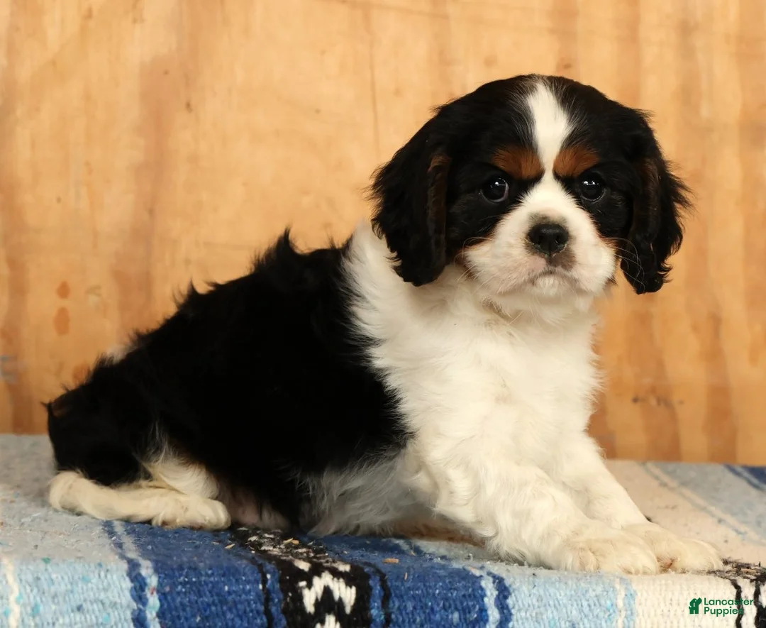 Cavalier King Charles Spaniel dogs for sale: Paul - Ad 1
