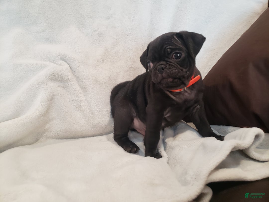 Pug dogs for sale: Oscar- AKC - Ad 2