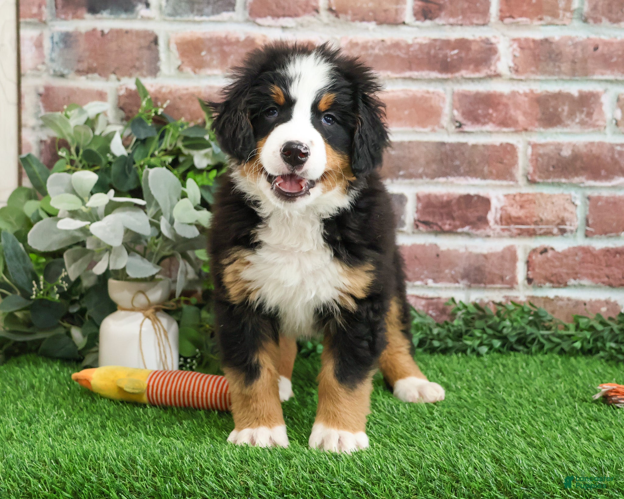 Bernese Mountain Dog dogs Nutcracker  - Ad 26