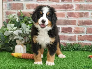 Bernese Mountain Dog dogs Nutcracker - Ad 26