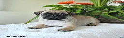 Pug dogs for sale: Thomas - Ad 5