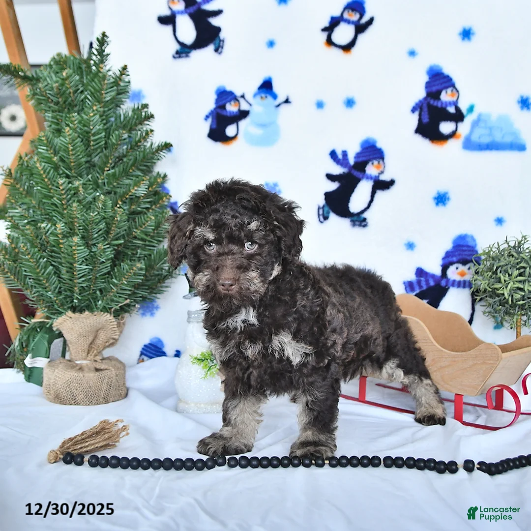Miniature Poodle dogs for sale: Cocoa EXTRA SMALL - Ad 5