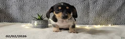 Miniature Dachshund dogs for sale: Joy - Ad 3