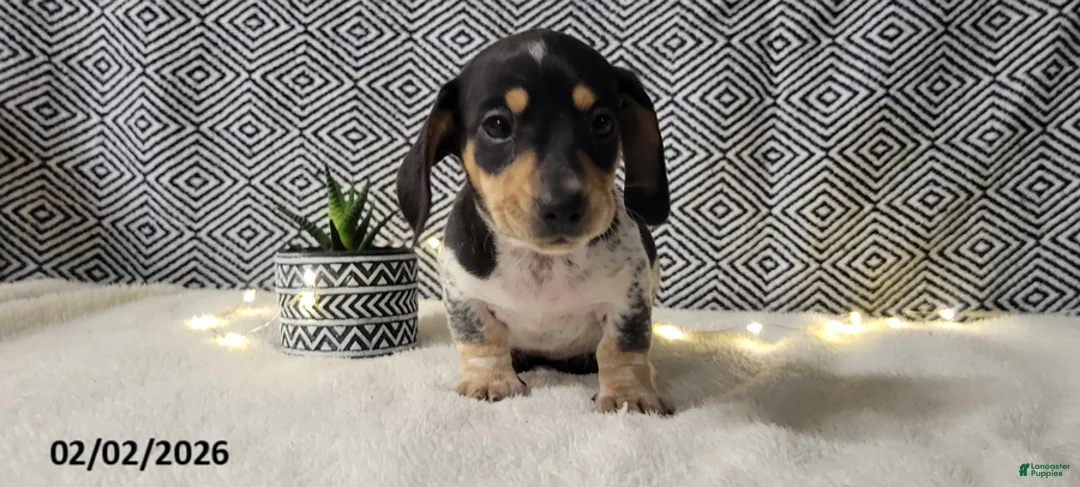 Miniature Dachshund dogs for sale: Joy - Ad 3