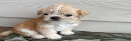 Shihpoo dogs for sale: Shihpoo 4 - Ad 3