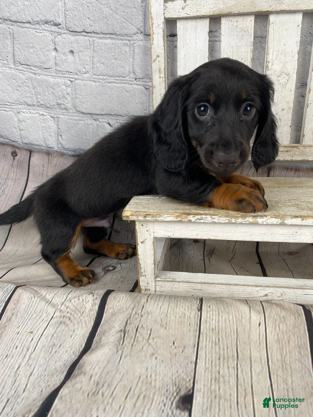 Miniature Dachshund dogs for sale: Bo - Ad 2