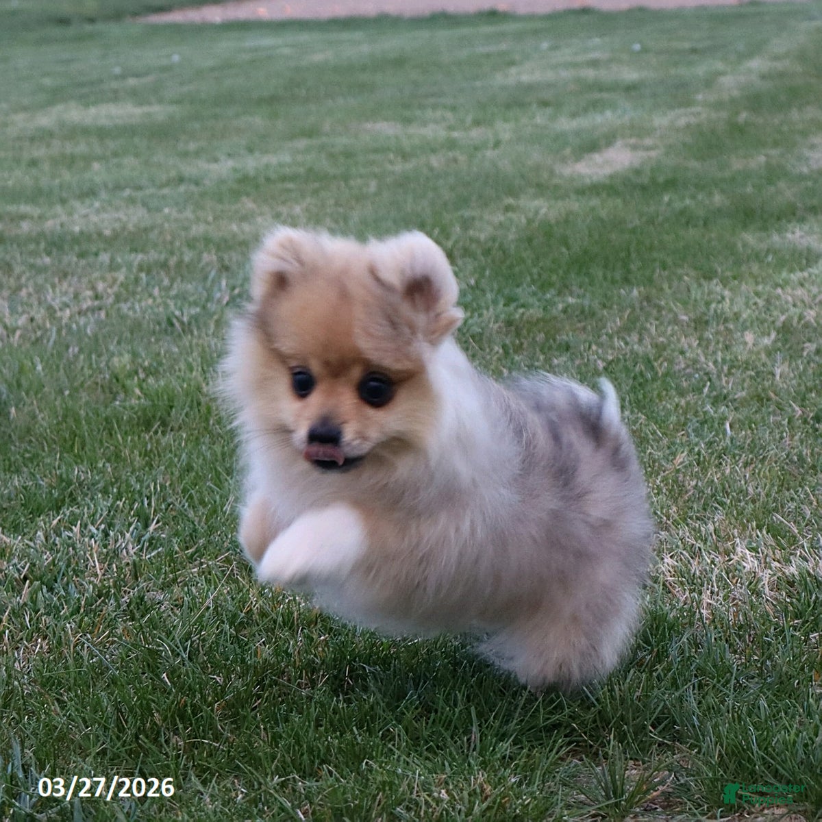 Pomeranian dogs Mickey - Ad 1