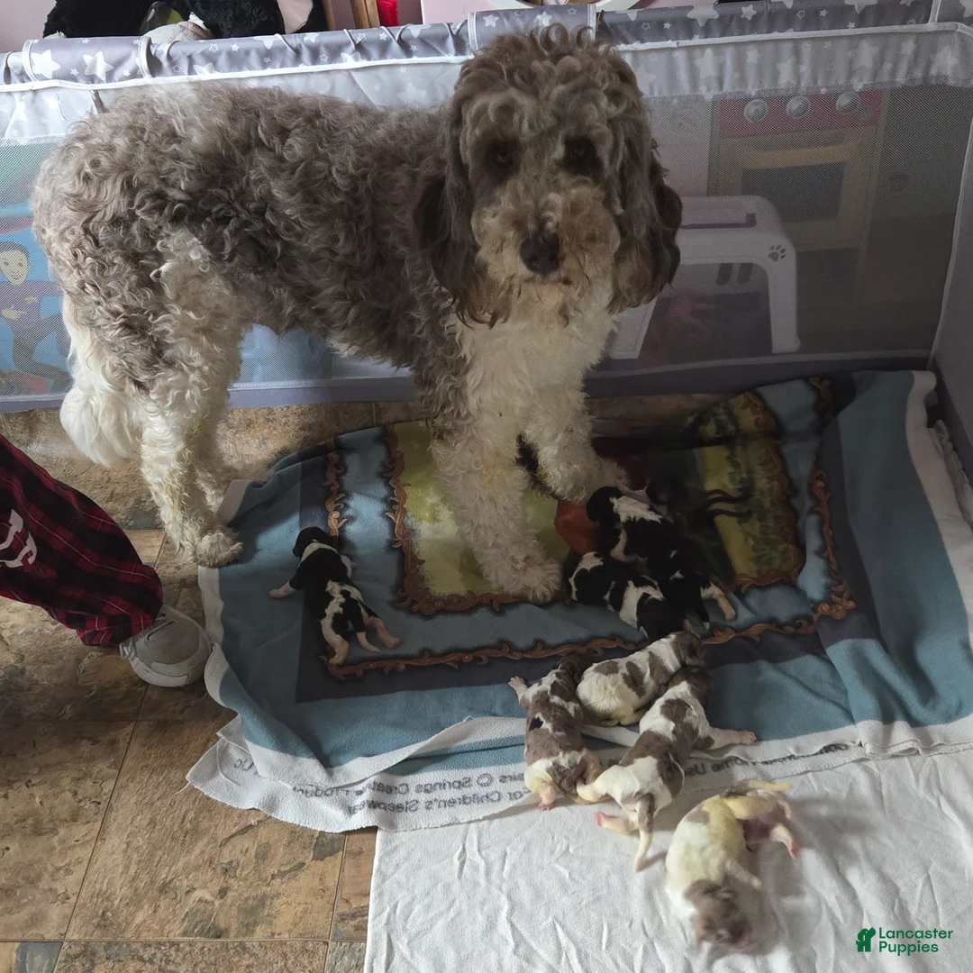 Newfypoo dogs for sale: Light Green - Ad 4