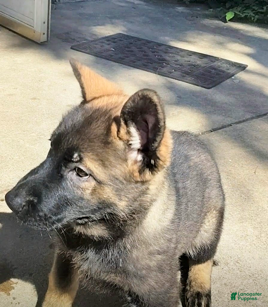 German Shepherd dogs AKC German Shepherd Puppy 1 - Ad 1