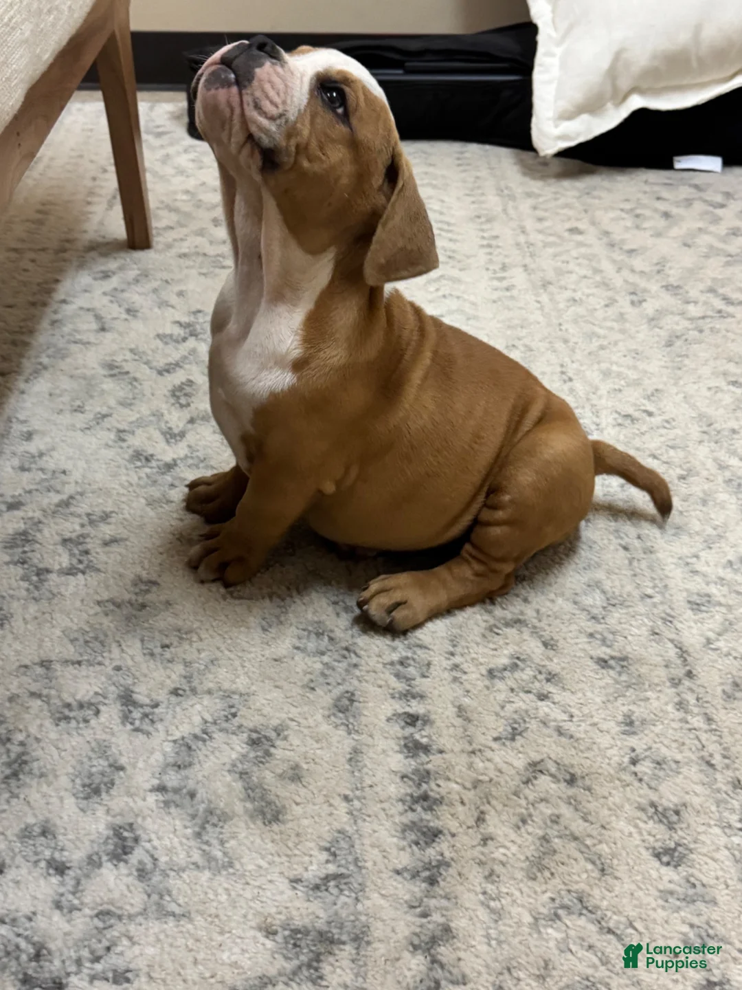 American Bully dogs for sale: American Bully 2 - Ad 2
