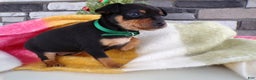 Miniature Pinscher dogs for sale: Miniature Pinscher Puppy 2 Lexie - Ad 3