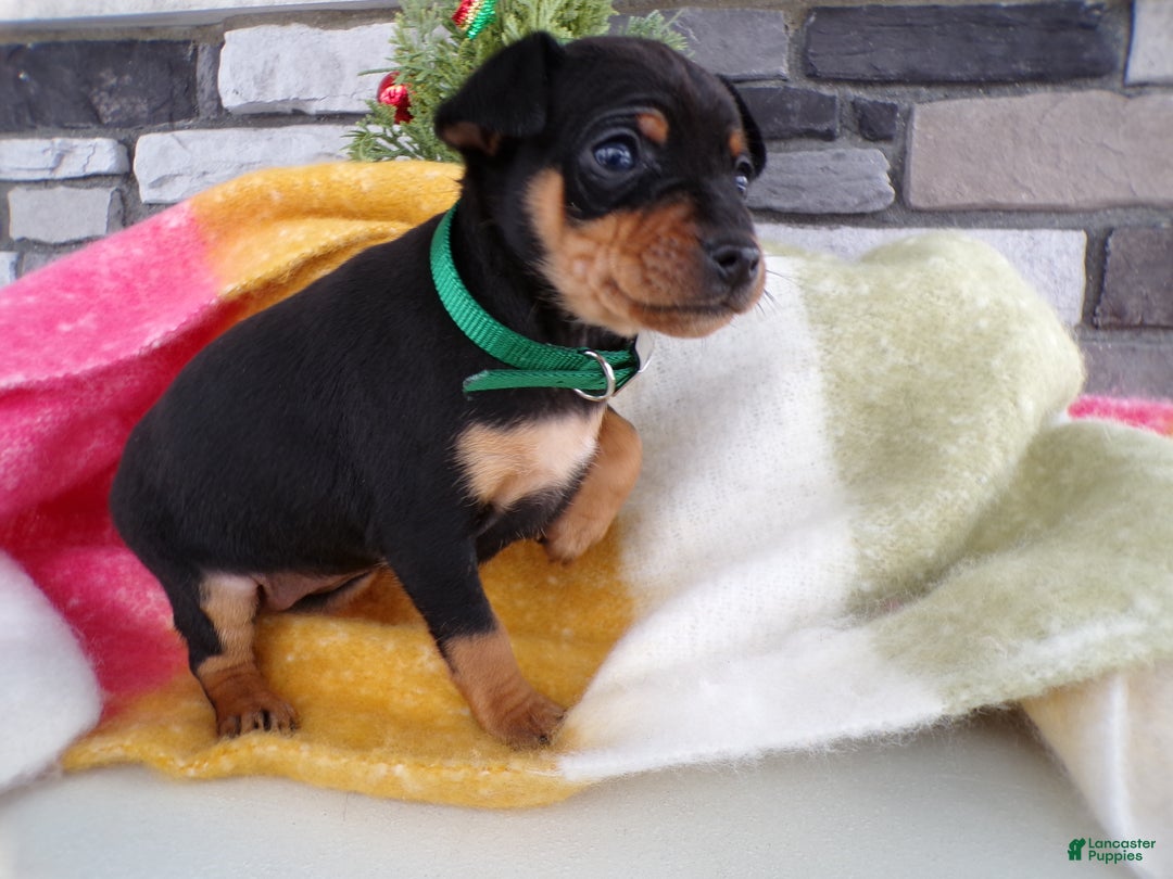 Miniature Pinscher dogs for sale: Miniature Pinscher Puppy 2 Lexie - Ad 3