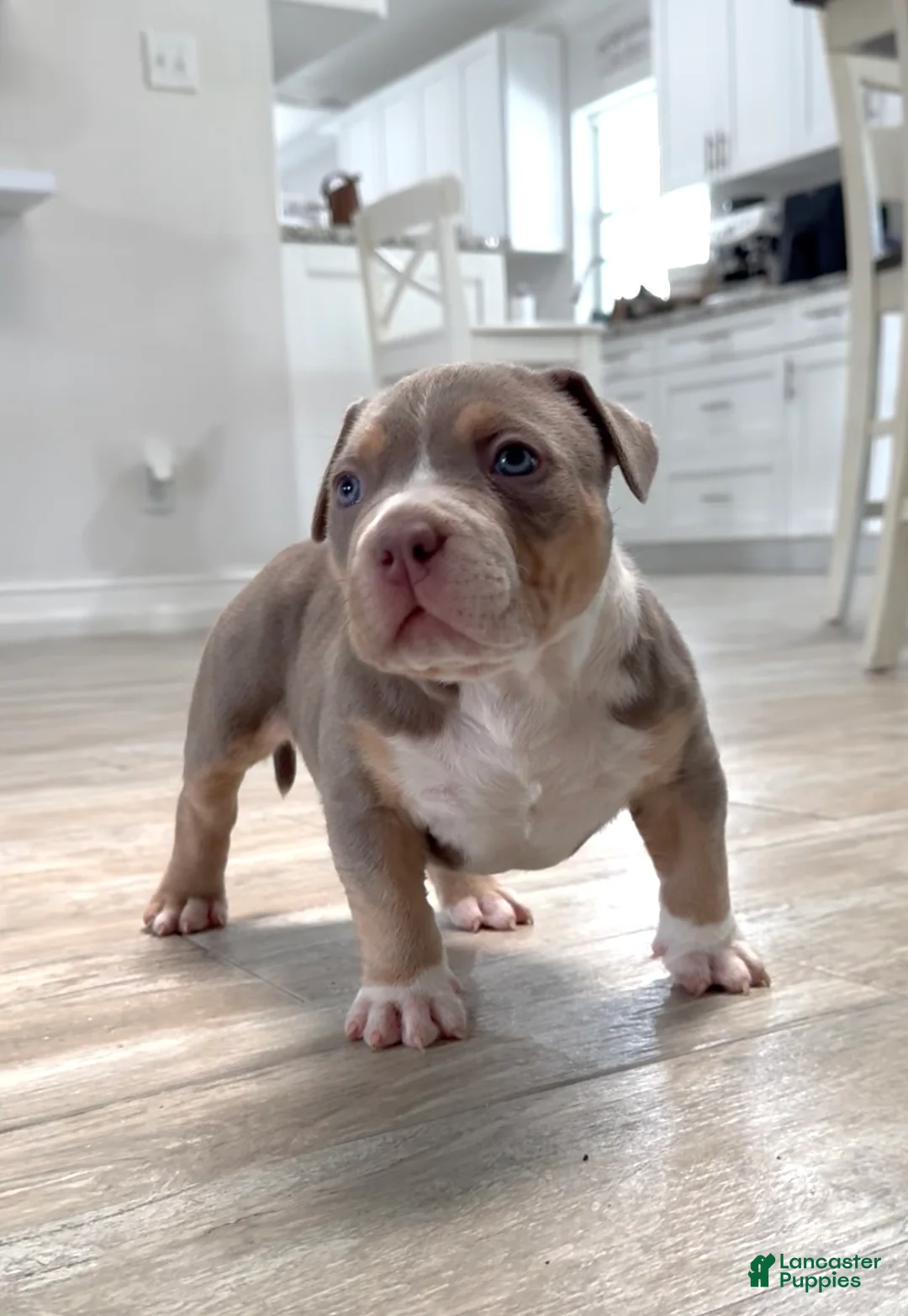 American Bully dogs for sale: American Bully Puppy 1 - Ad 2