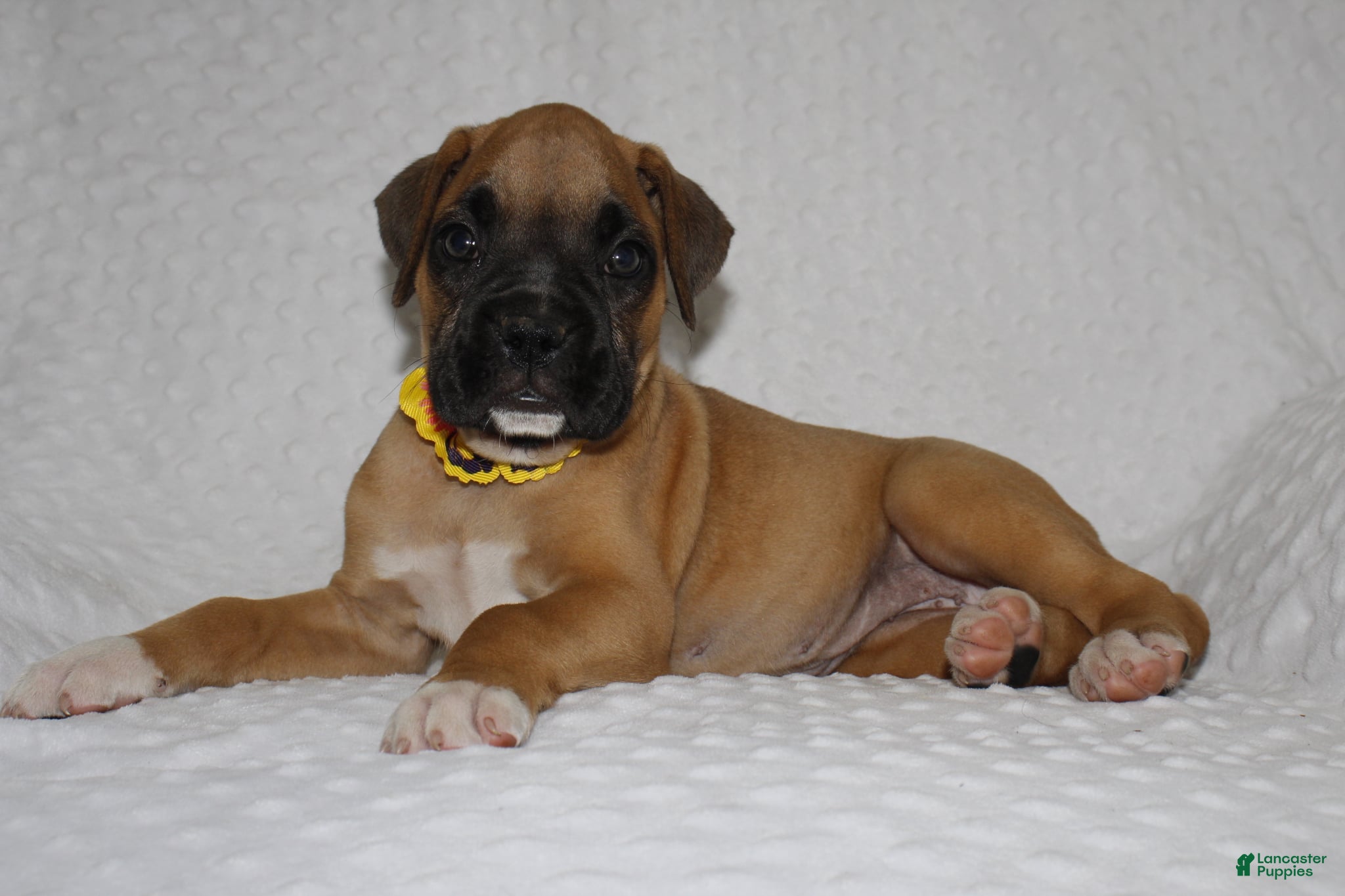 Boxer dogs bailey - Ad 1