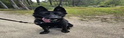 German Shepherd dogs for sale: Bady - Ad 4