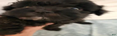 Maltipoo Puppy 1