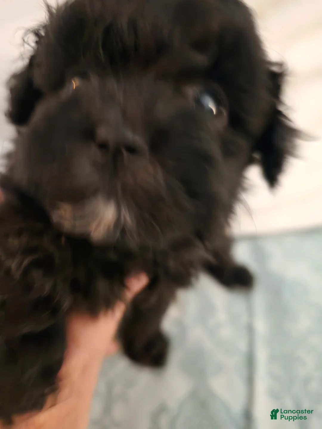 Maltipoo dogs for sale: Maltipoo Puppy 1 - Ad 1