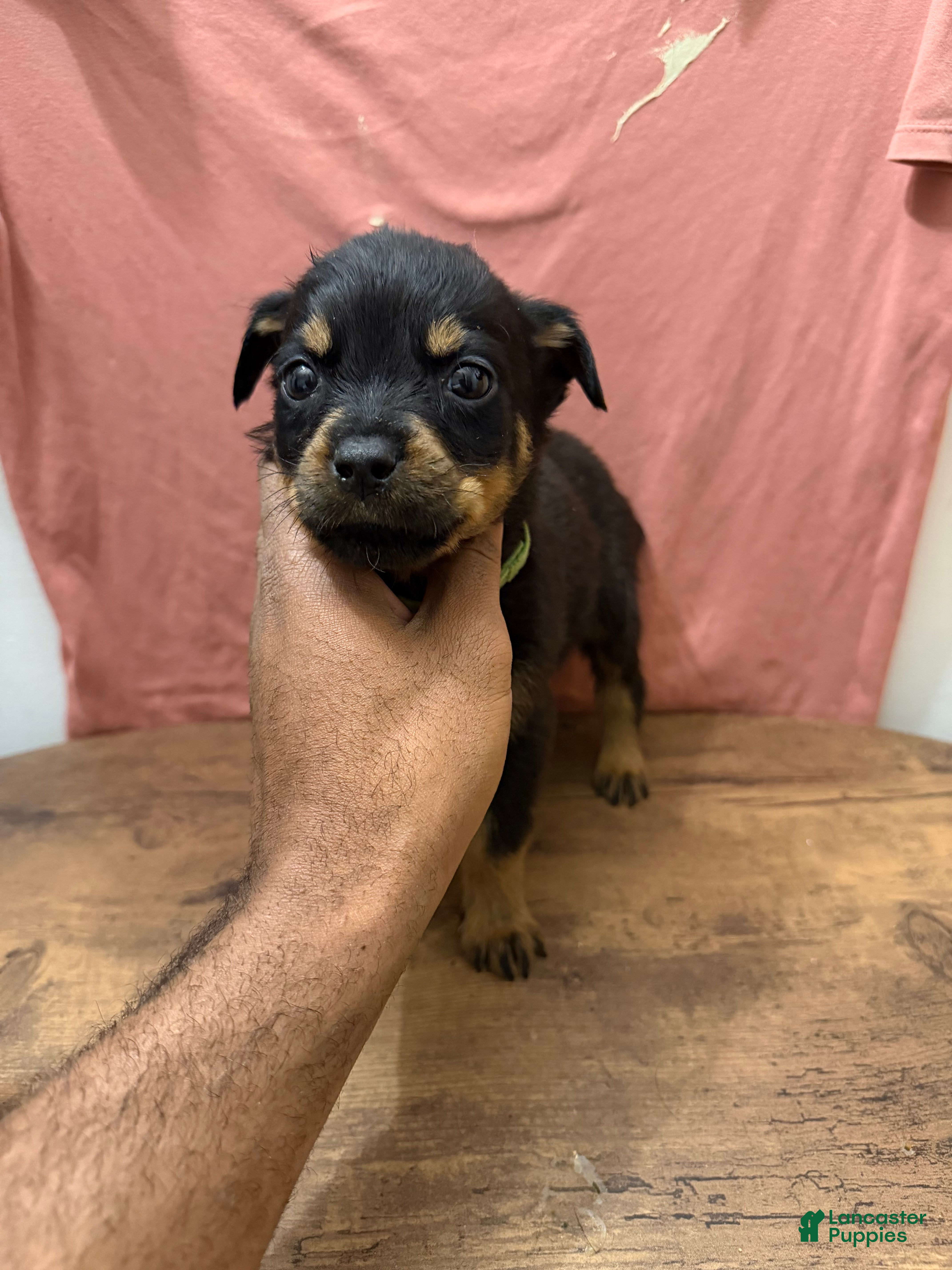 Rottweiler dogs Rottweiler Puppy 1 - Ad 27