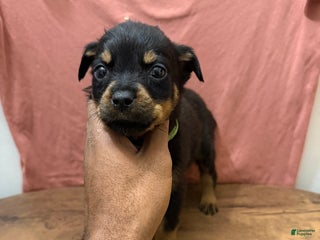 Rottweiler dogs Rottweiler Puppy 1 - Ad 6