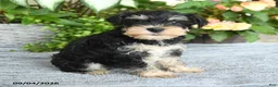 Miniature Schnauzer dogs for sale: Sharon - Ad 2