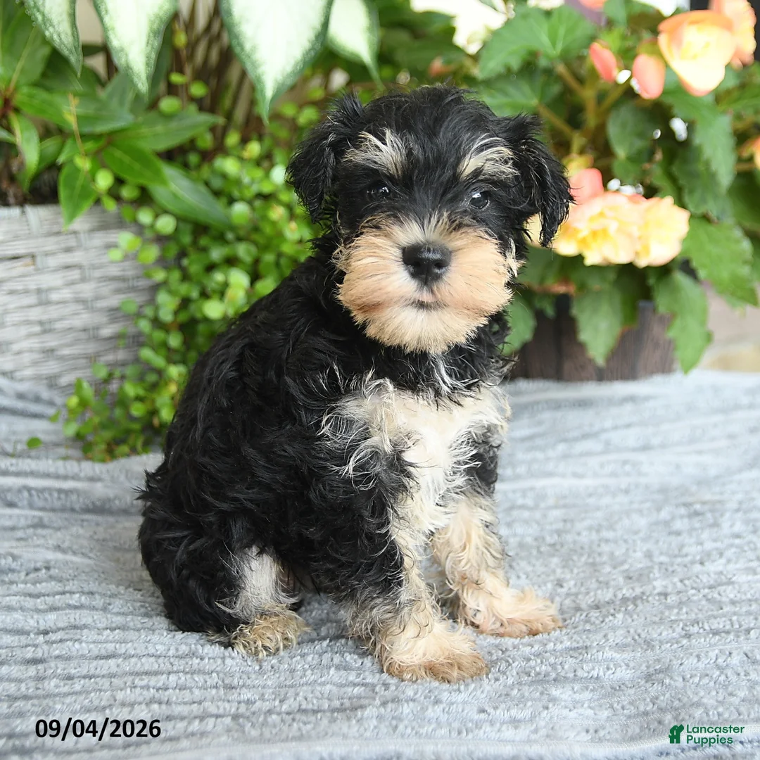 Miniature Schnauzer dogs for sale: Sharon - Ad 2