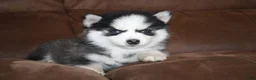 Pomsky dogs for sale: Emma READY NOW  - Ad 5