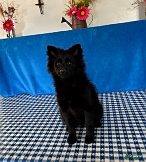 Pomsky dogs Misty - Ad 2