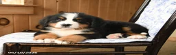 Bernese Mountain Dog dogs for sale: Timothy - Ad 4