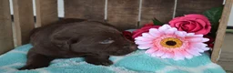 Labrador Retriever dogs for sale: Lola - Ad 3