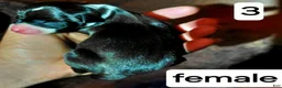 Italian Greyhound dogs for sale: Girl 3 - Ad 1