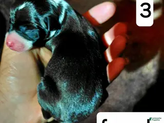 Italian Greyhound dogs Girl 3 - Ad 28
