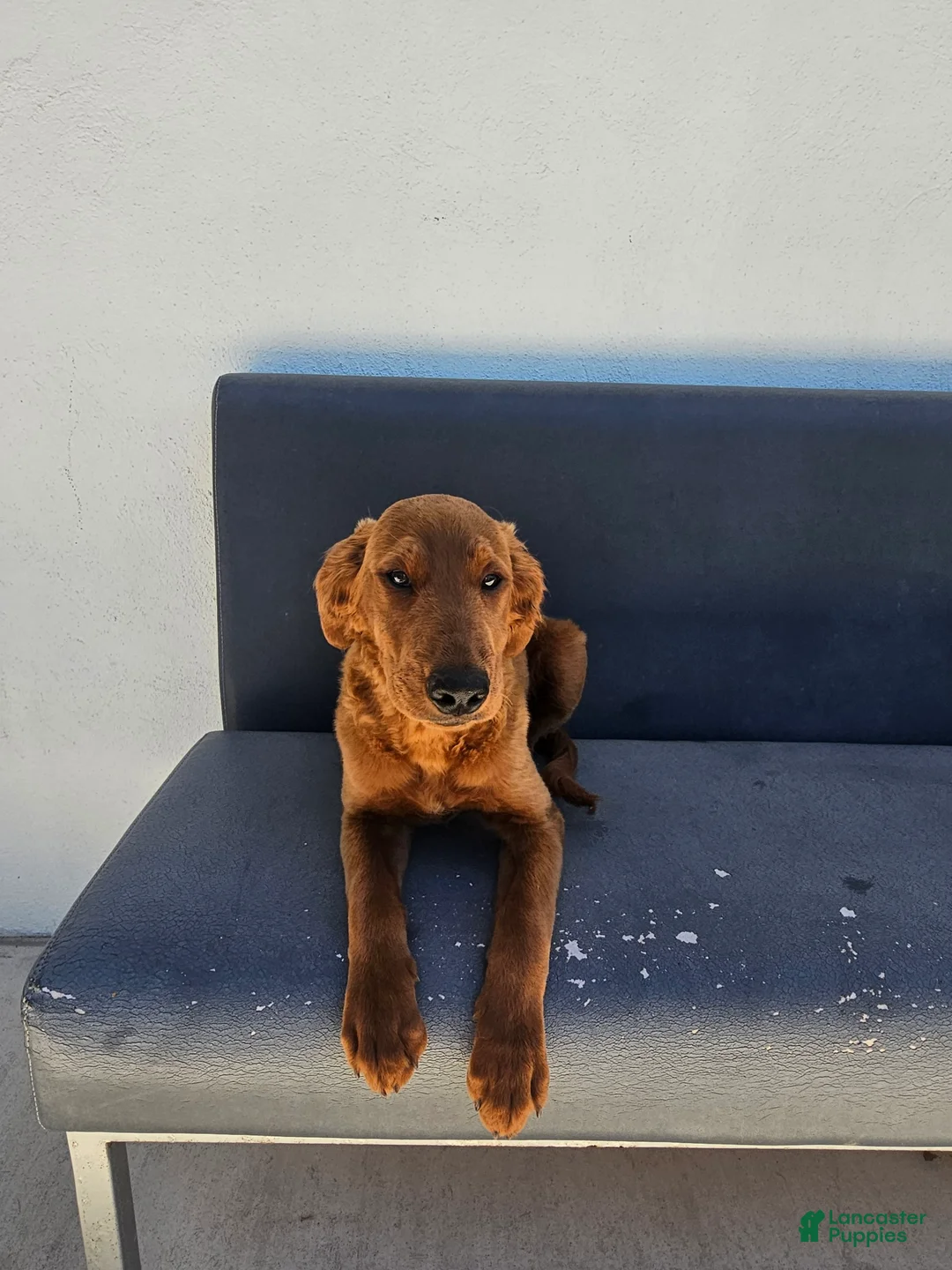 Goldendoodle dogs for sale: Goldendoodle Puppy 1 - Ad 1