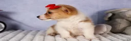 Welsh Corgi Pembroke dogs for sale: Conner  - Ad 3