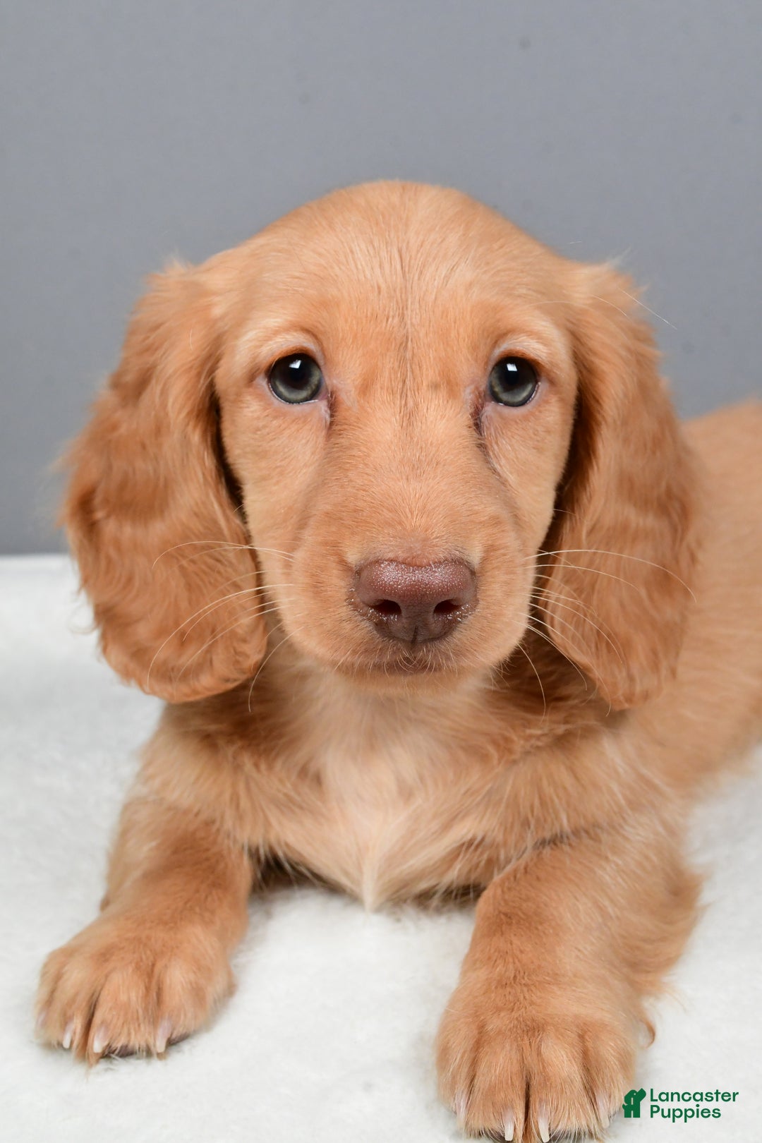 Miniature Dachshund dogs for sale: Virgina - Ad 3